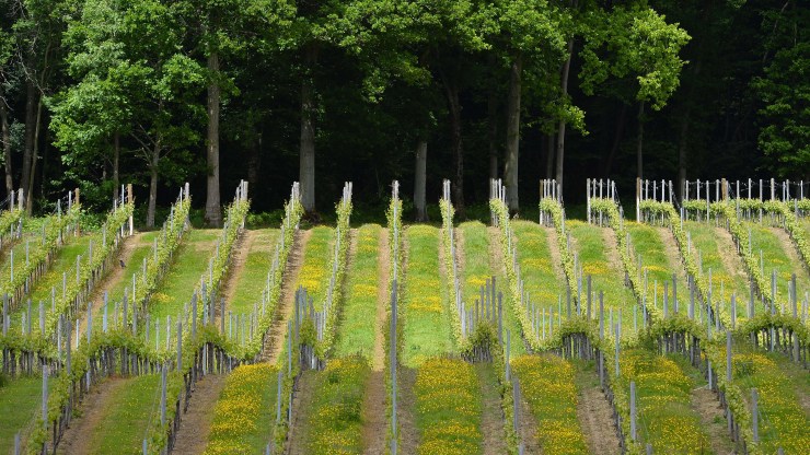 Rows of vines cover the hills at an English vineyard.