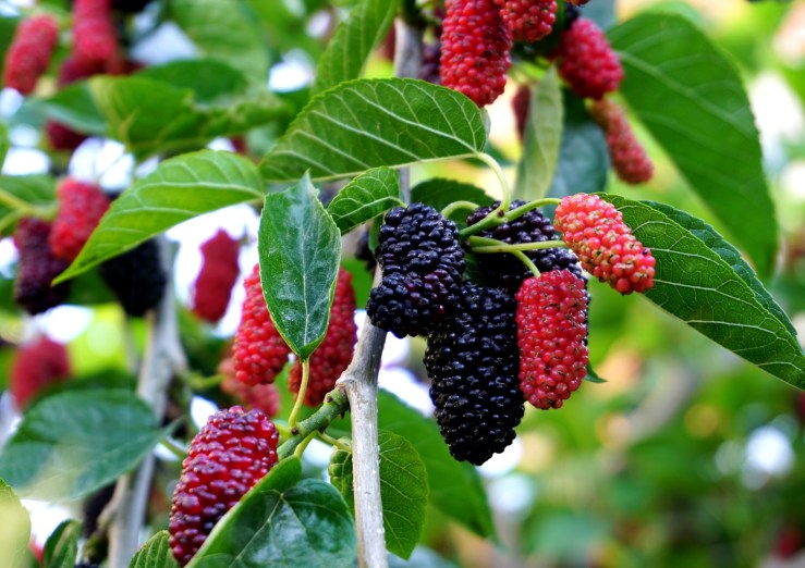 A closeup of bright red and dark purple mulberries on a tree, surrounded by green leaves.