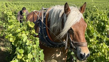 A horse named Diva works the vineyards at the Chandon de Briailles vineyard.