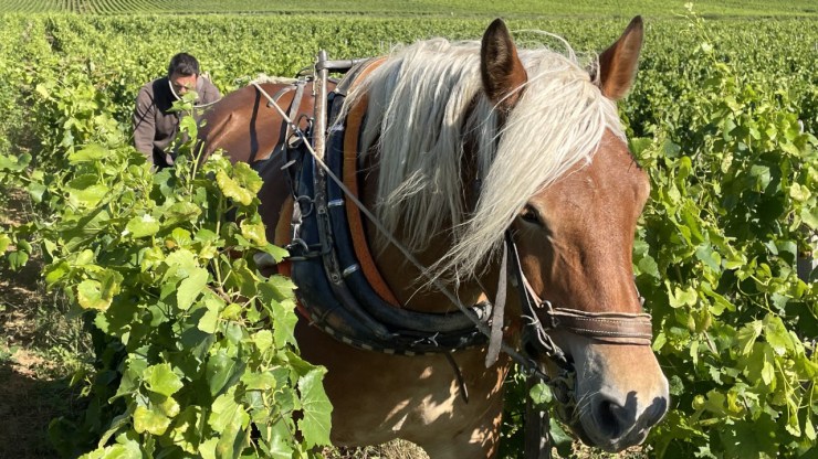 A horse named Diva works the vineyards at the Chandon de Briailles vineyard.