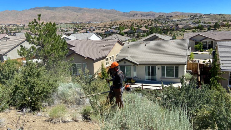 Dustin Carlson, a foreman with Wilderness Forestry, uses a high-powered weed trimmer on brush.