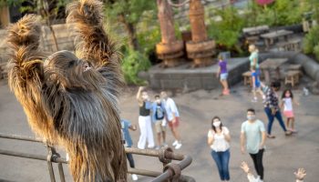 Chewbacca roars from up high while park goers cheer below