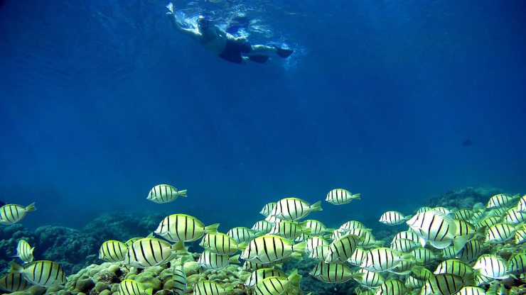 A snorkeler passes over a school of fish
