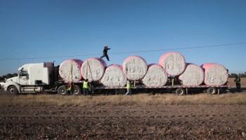 The bed of a semi truck is loaded with huge bundles of hay in the middle of a field. One of the workers harvesting the cotton walks across the top of the bundles.