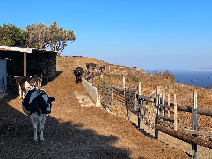 Μερικές από τις αγελάδες στη μικρή φάρμα της Τήνου που έστησε η Angela Ruggeri δίπλα στο Αιγαίο.