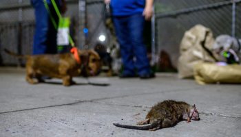 A dead rat lays on the ground hunted by dogs of The Ryder's Alley Trencher-fed Society (R.A.T.S.)' in a neighborhood in lower Manhattan