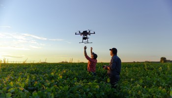 Drone flying over a soybean field.