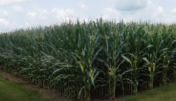 A corn field in Dwight, Illinois.