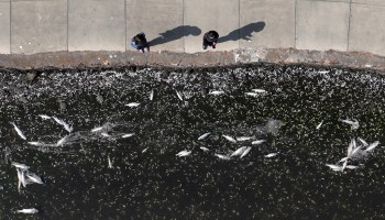 In an aerial view, hundreds of dead fish are seen floating in the waters of Lake Merritt, a tidal lagoon of the San Francisco Bay, on August 30, 2022 in Oakland, California.
