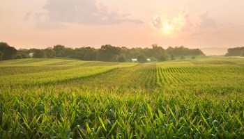 A midwestern cornfield glistens below the setting sun
