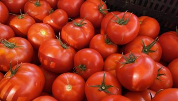 Scott Beylik's tomatoes.