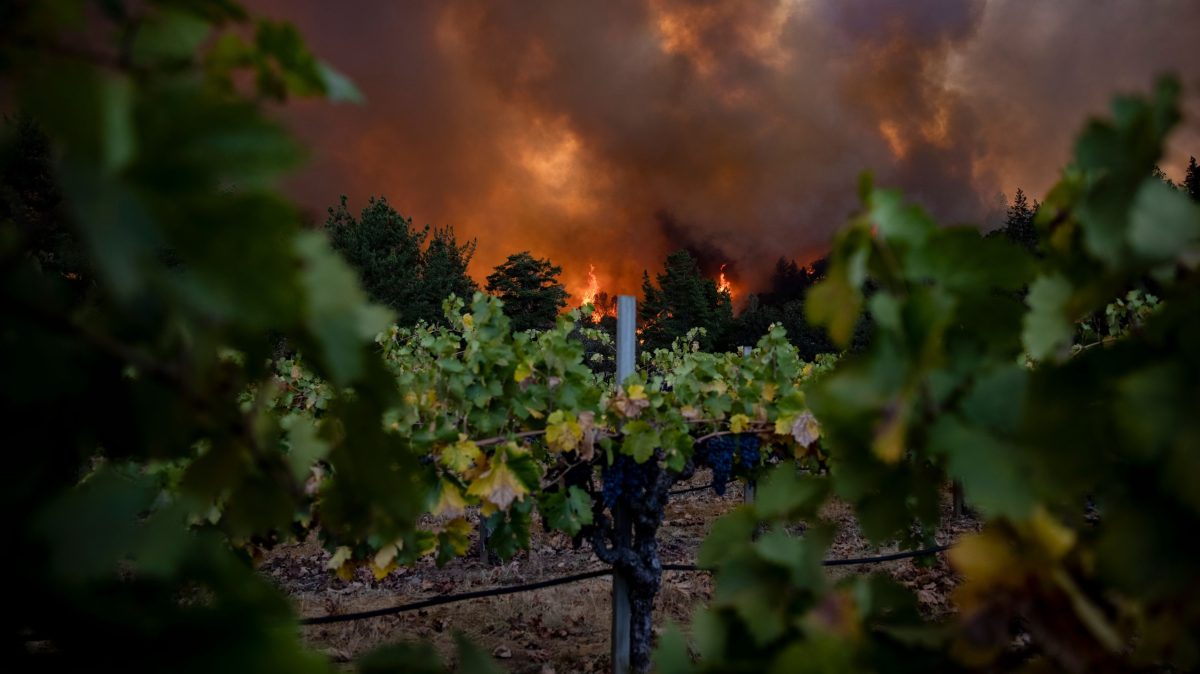 Napa Valley’s vineyards are in “climate crisis,” winemaker says
