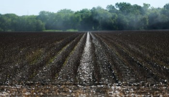 Remnants of cotton are seen on the ground after farmers harvested the crop from a 140 acre field in Ellis County, near Waxahatchie, Texas, on September 19, 2022.