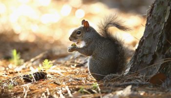 A squirrel holds an acorn at the base of a tree.