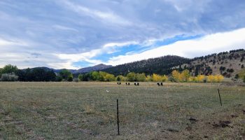 Cows graze at Nick DiDomenico's farm located in Longmont, Colorado.