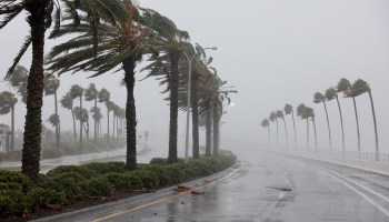 Palm trees blow in the wind from Hurricane Ian in Sarasota, Florida, on Sept. 28.