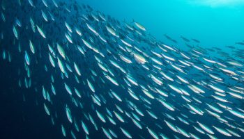 A huge school of sardines, packed together. Scientists call these behavior "bait ball". The fishes stay together to escape the attack of predators like sharks, dolphins and other sea creatures.
