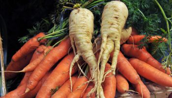A bunch of or carrots with green, leafy tops sit under two parsnips with several roots instead of coming to a perfect point. The carrots are slightly bent or curved.
