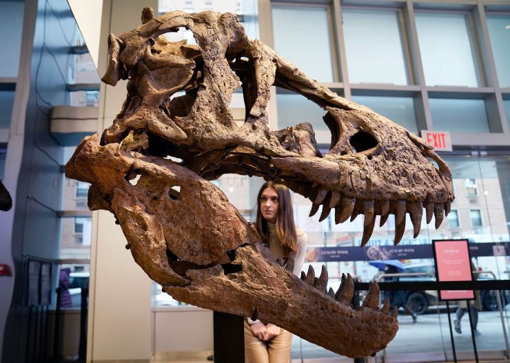 A museum visitor looks at the skull of a Tyrannosaurus rex.