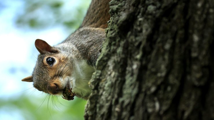 A squirrel climbs on a tree with a nut in its mouth.