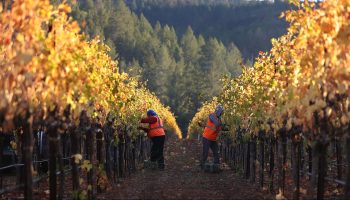 Set against the background of mountains and hill with covered in lush, green trees, two farmhands stand back-to-back in bright orange vests, working at rows of grapevines.
