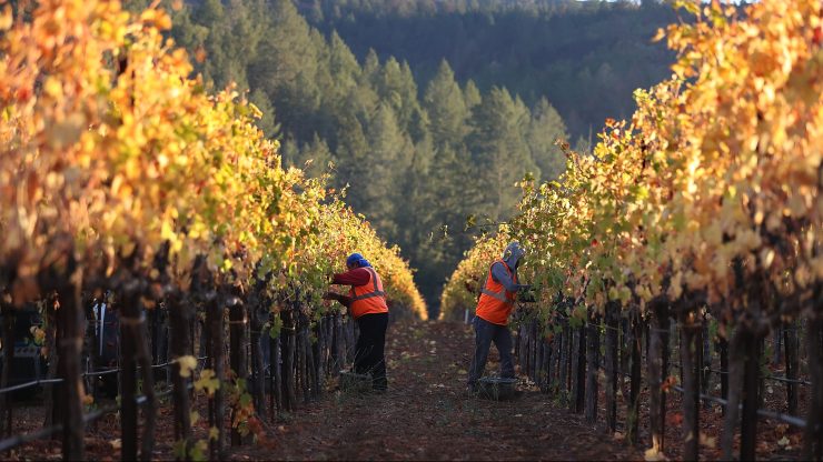 Set against the background of mountains and hill with covered in lush, green trees, two farmhands stand back-to-back in bright orange vests, working at rows of grapevines.