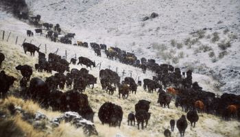 A herd of cows along a snowy hill in Oregon