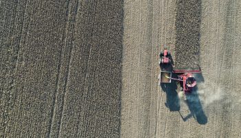 An aerial view shows a tractor combine harvesting rows of soybeans in a brown Iowa field.