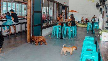 A bar with teal barstools is populated by humans and several pups.