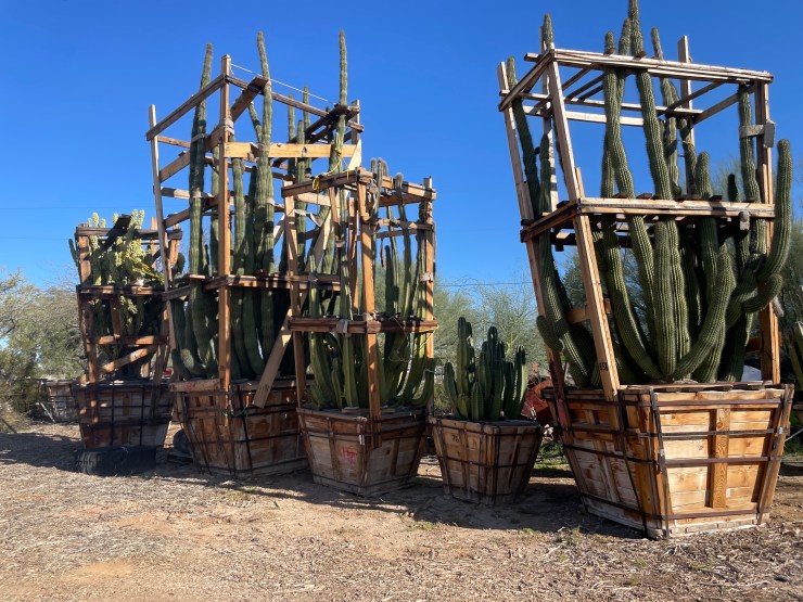 Four cactuses in large wooden boxes stand in a row, their limbs protected by a wooden cage. A fifth, smaller cactus has no cage around it.
(Maria Hollenhorst/Marketplace)